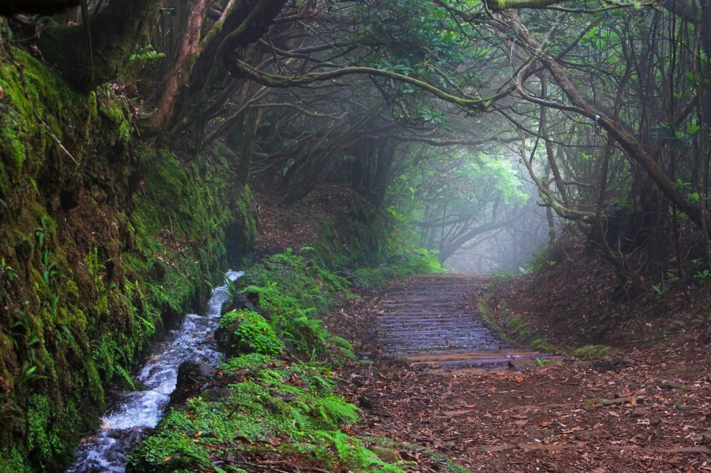 The Levada in Madeira, Portugal.